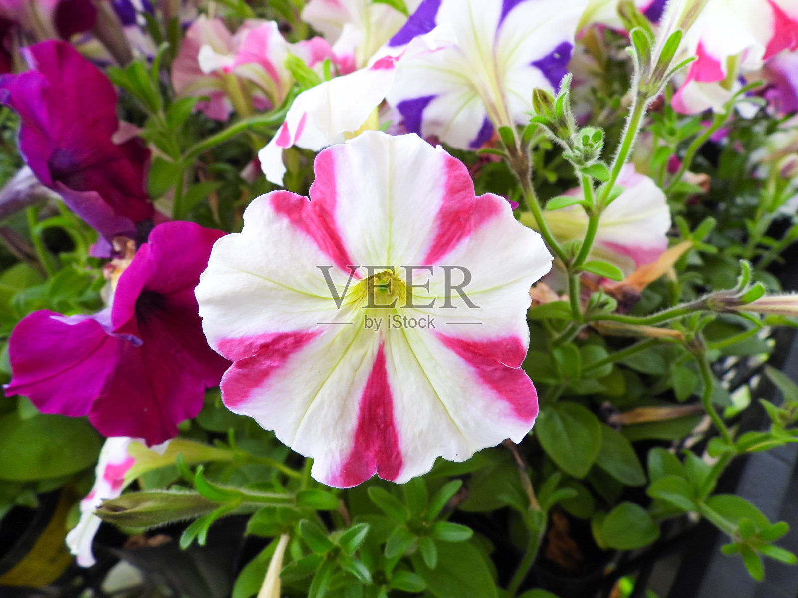 佩妮花照片摄影图片