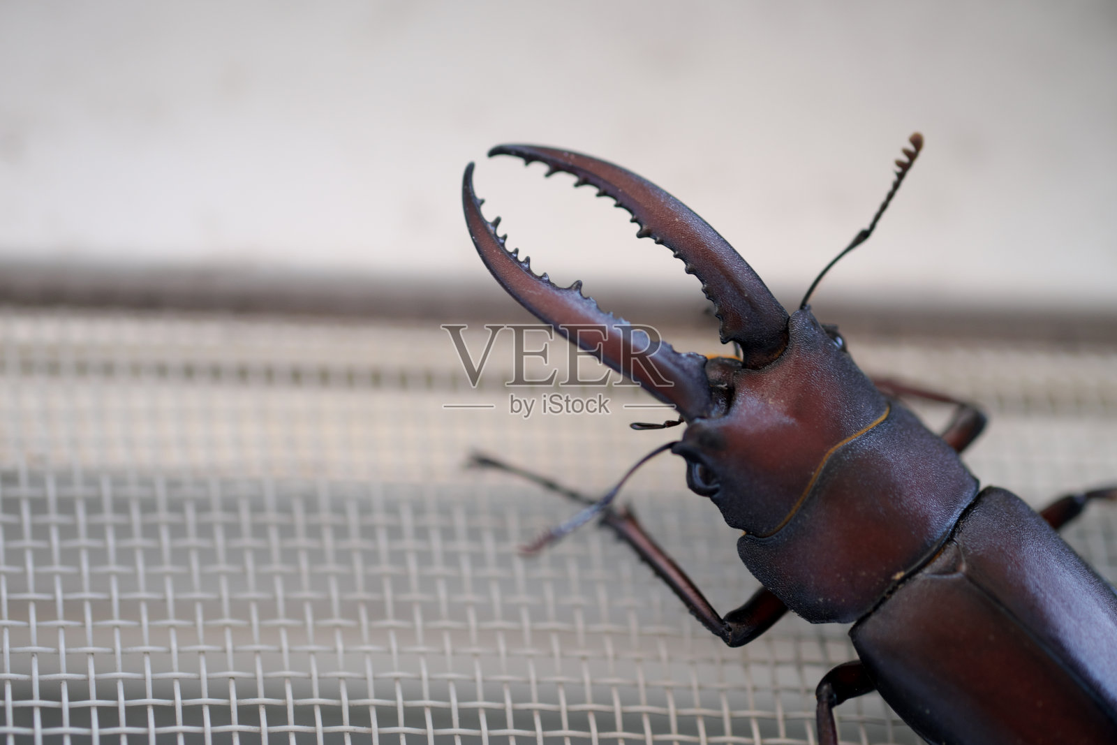 锯齿松鼠爬上纱门照片摄影图片