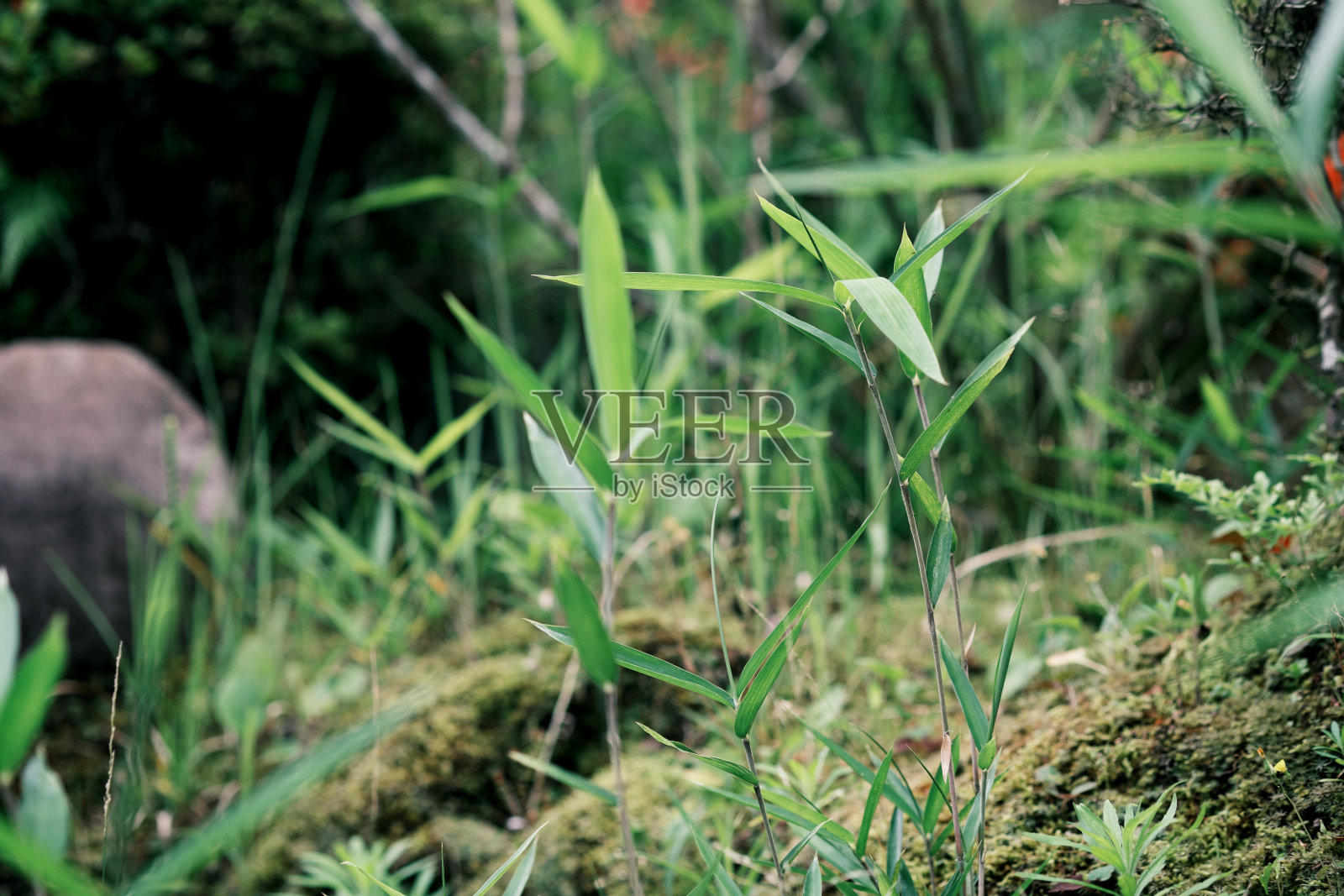 初夏生长的竹叶照片摄影图片