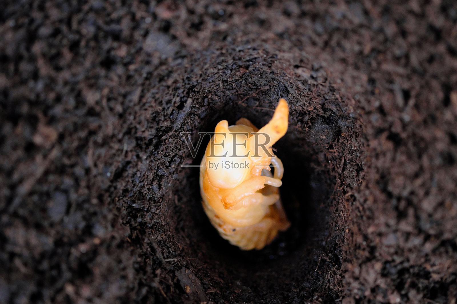 静静地睡觉的甲虫蛹照片摄影图片