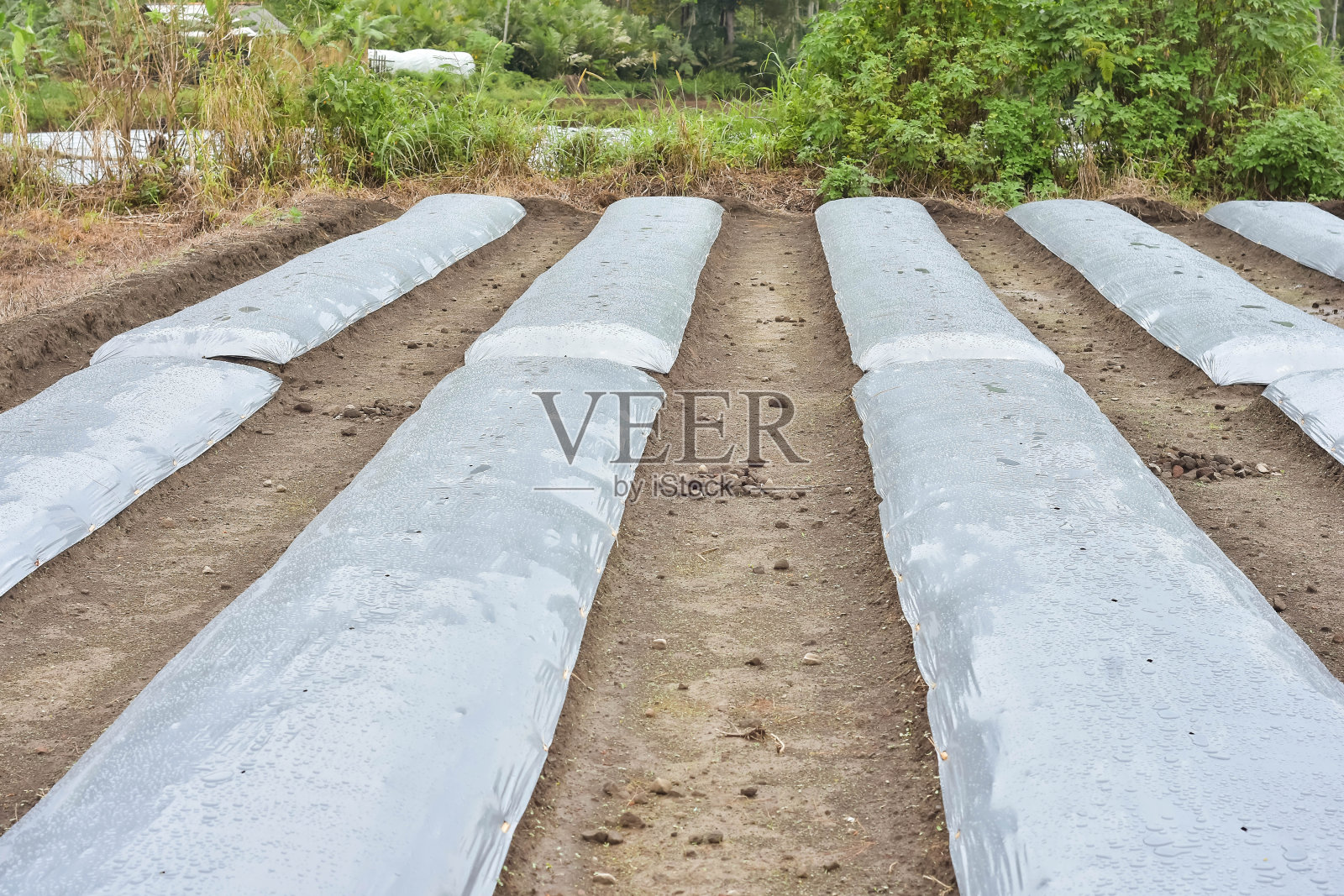 农业用地被塑料覆盖，并给一个洞来种植蔬菜，用干树枝作为藤蔓的媒介照片摄影图片