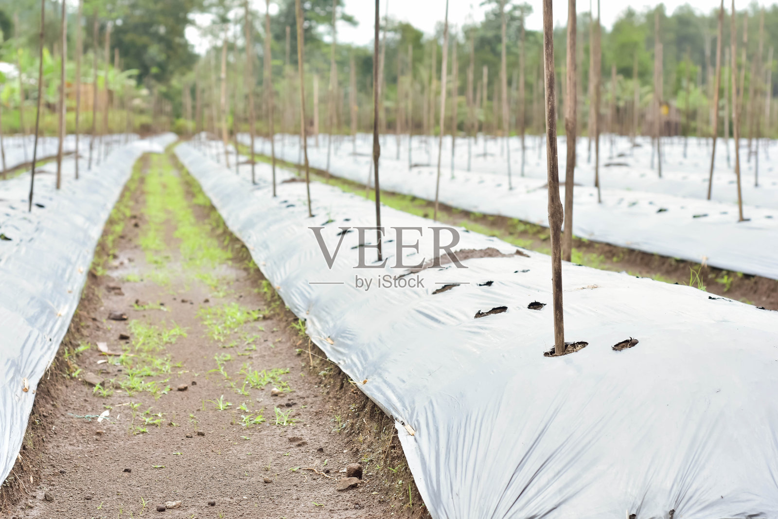 农业用地被塑料覆盖，并给一个洞来种植蔬菜，用干树枝作为藤蔓的媒介照片摄影图片