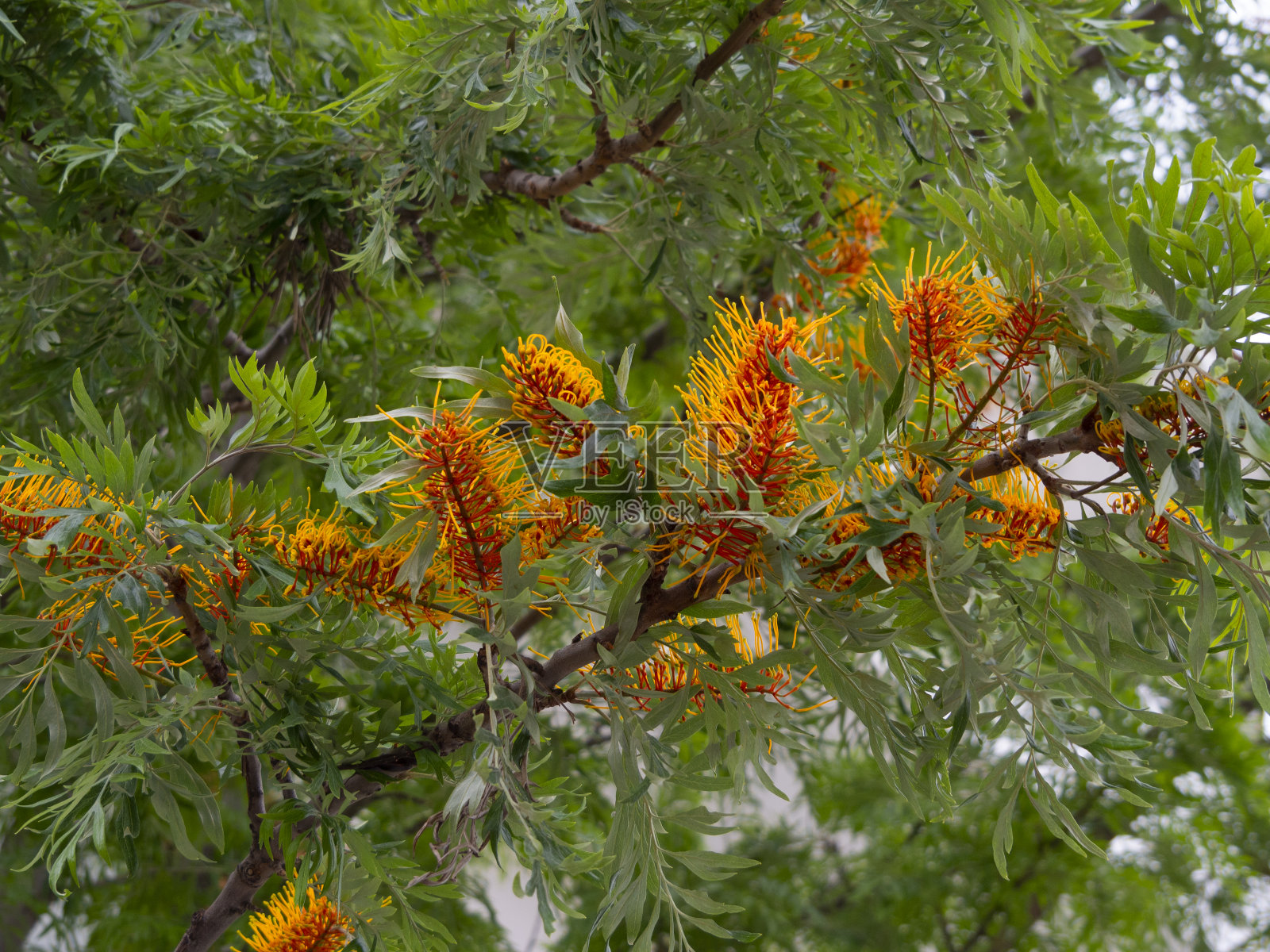 希腊的 Grevillea robusta 树的花朵照片摄影图片