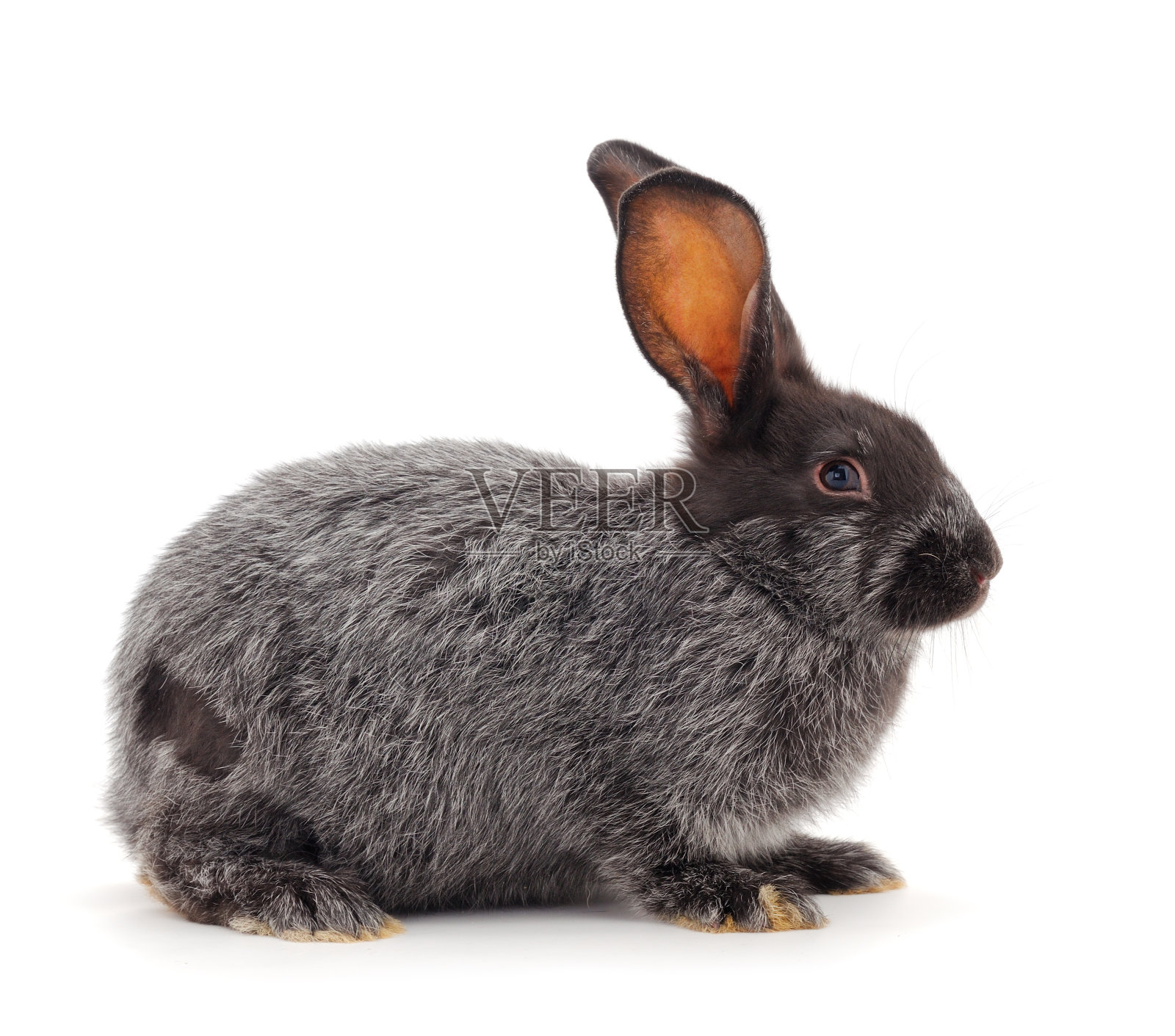 灰兔孤立。照片摄影图片