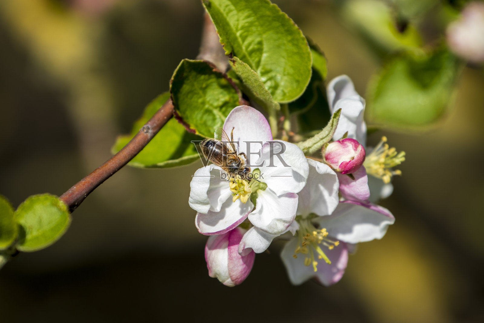 一只蜜蜂在采野花照片摄影图片