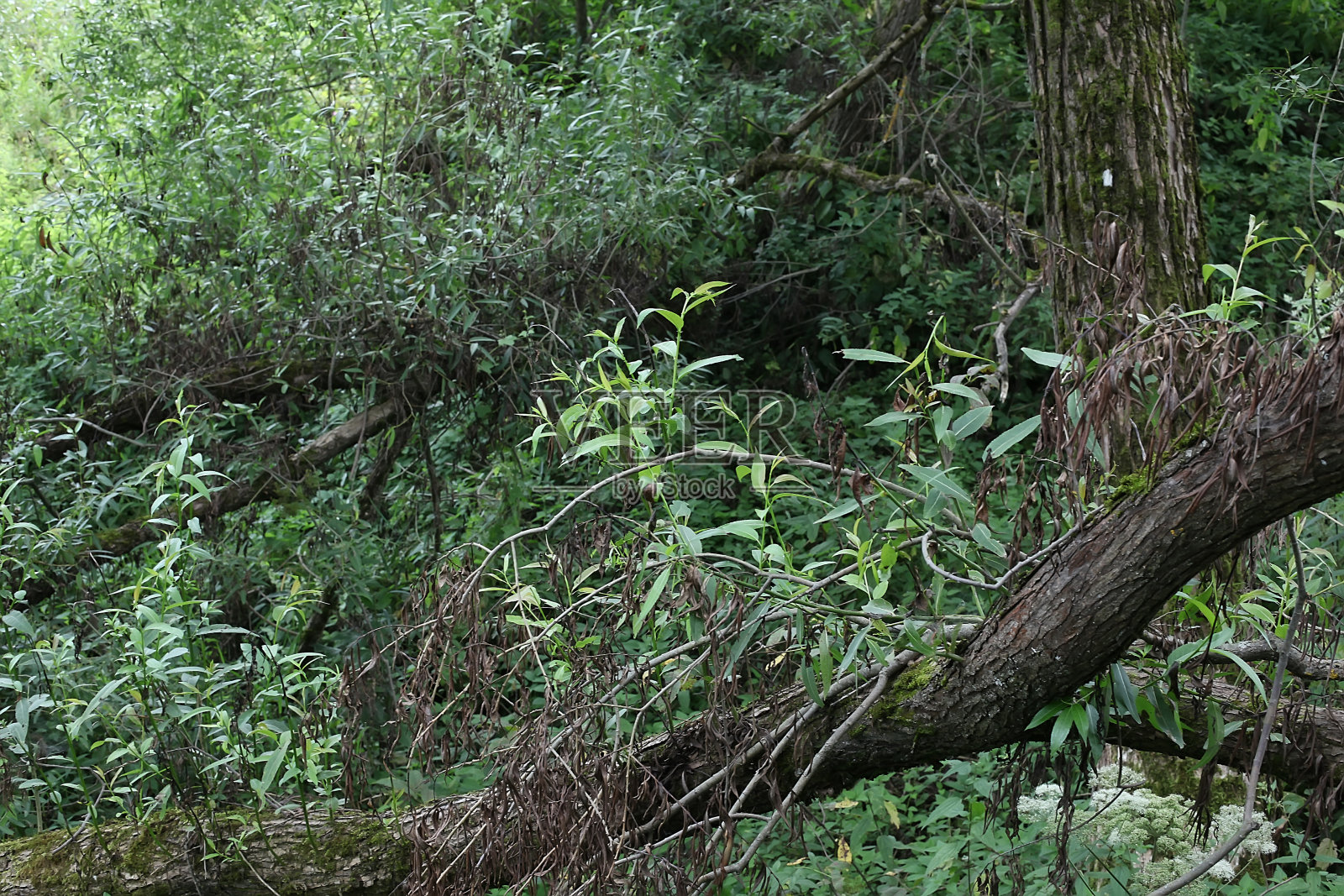 长满苔藓的老树。灌木丛的树木。防风林。沼泽里的树。照片摄影图片