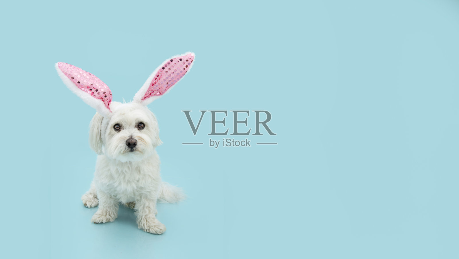 横幅复活节快乐狗春天。戴着兔耳朵的马耳他小狗。孤立在蓝色背景。照片摄影图片