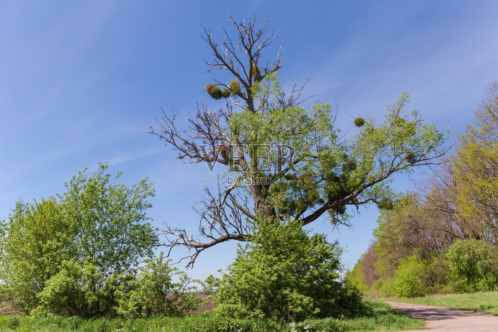 有部分枯枝的老柳树，长满了槲寄生照片摄影图片