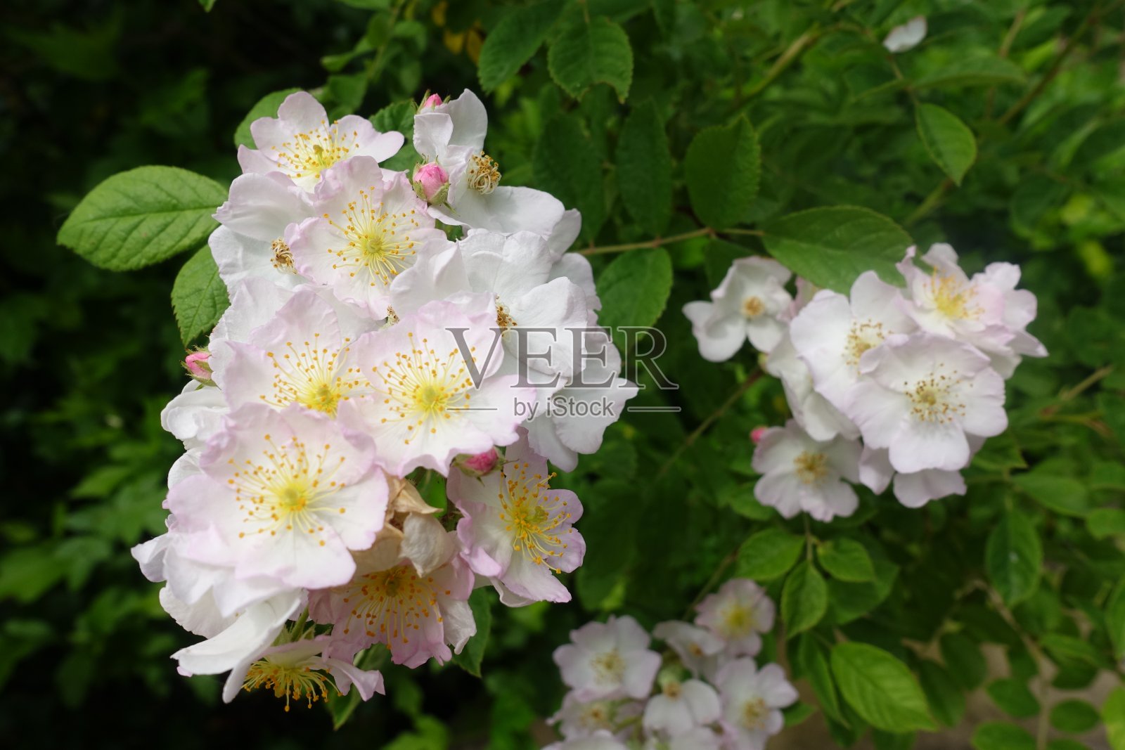 花园里的蔷薇是春天的季节照片摄影图片