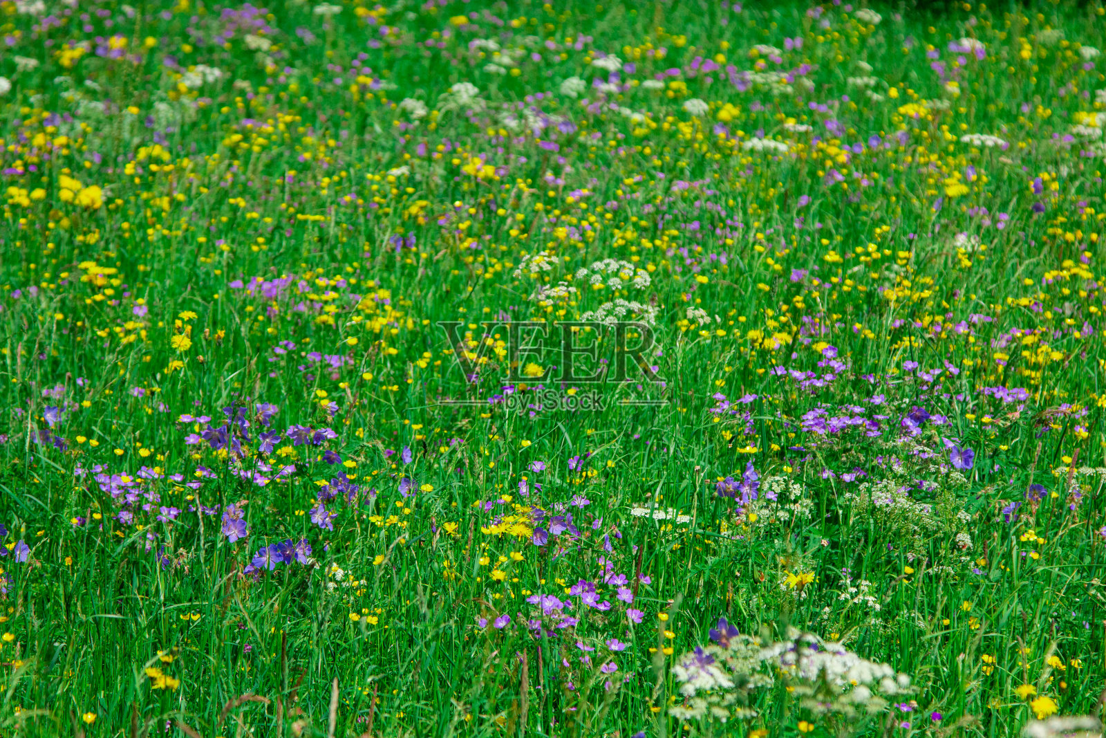 德国的绿色风景照片摄影图片