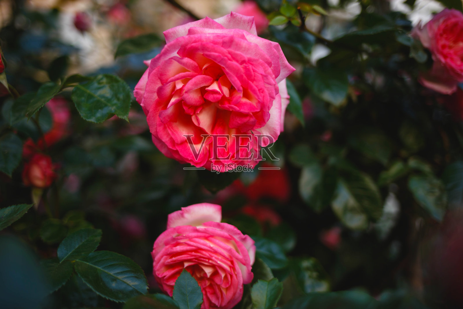 一丛新鲜多汁的春季粉红玫瑰，特写镜头照片摄影图片