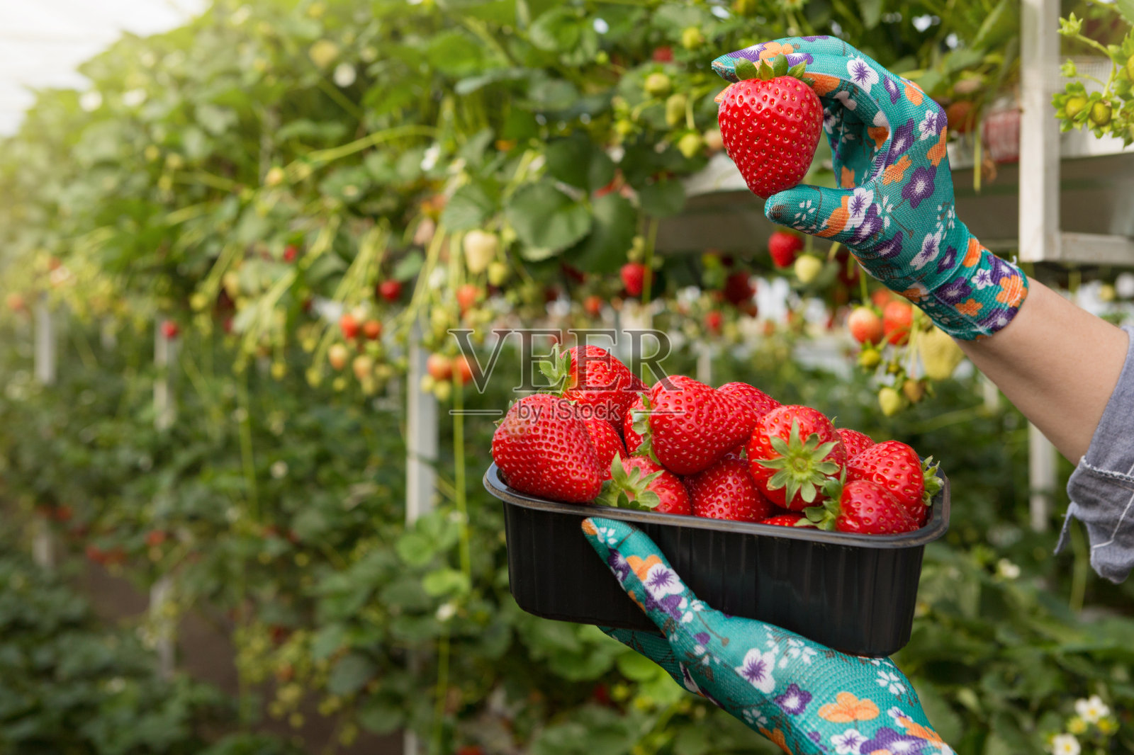 女性手里拿着一个盛着红草莓的容器，一只手举起一个大熟浆果，概念照片摄影图片