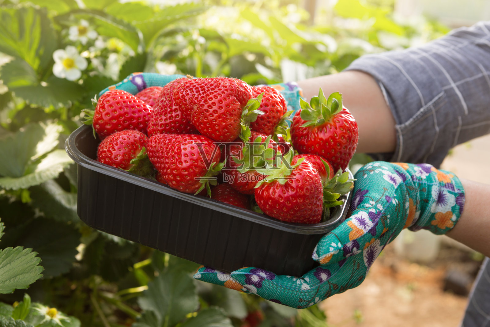 戴着手套的女人手里拿着一盘熟透的草莓照片摄影图片