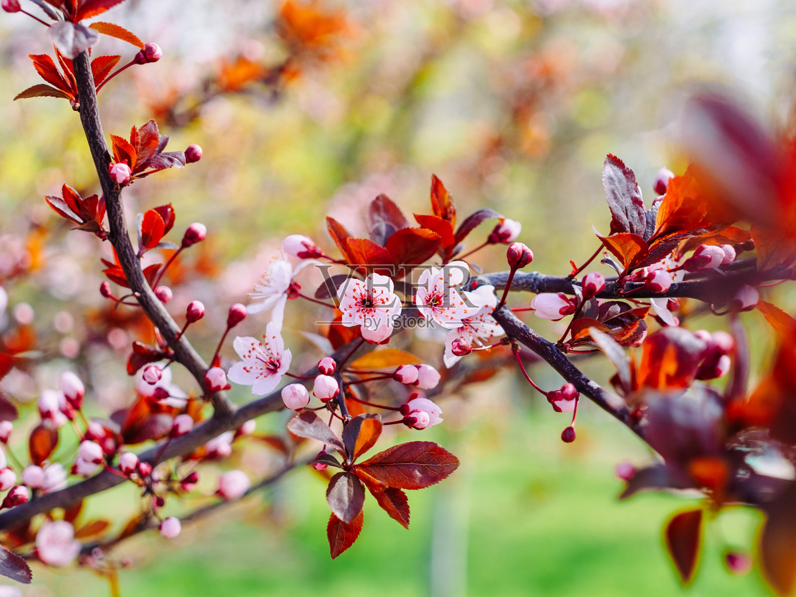 美丽的樱花小李子——一棵春天的树枝特写照片摄影图片