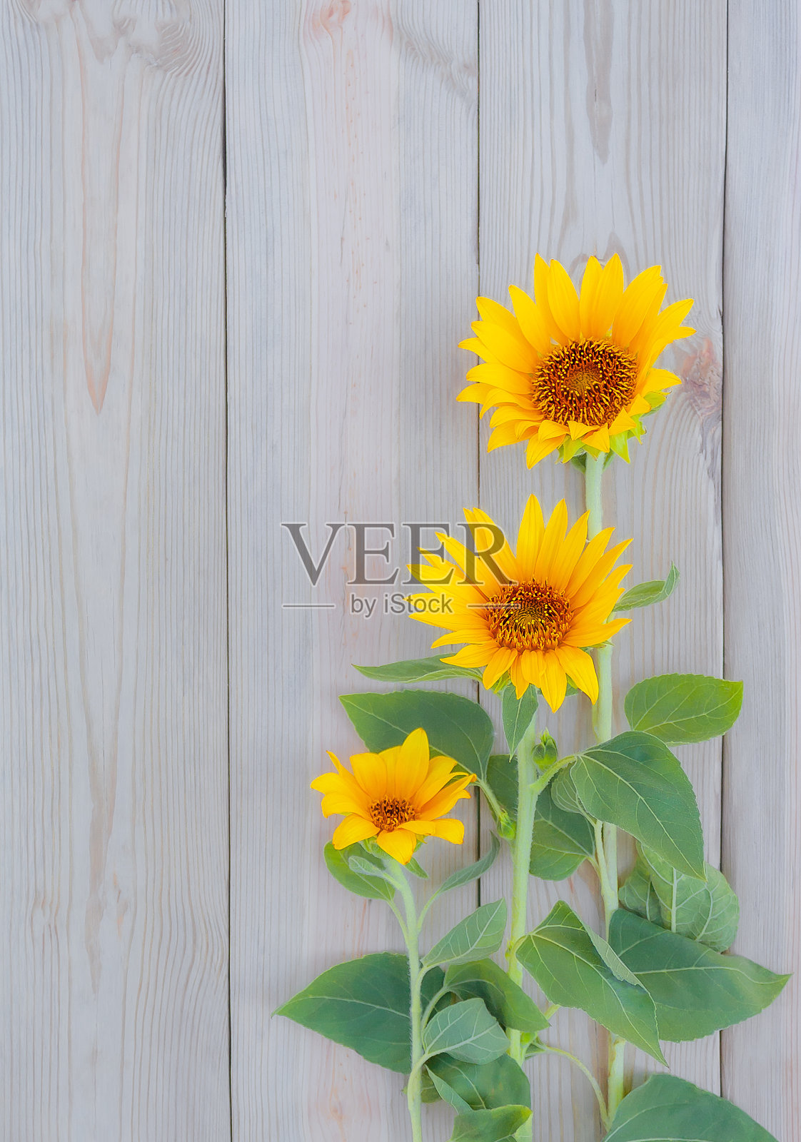 向日葵特写木背景。照片摄影图片