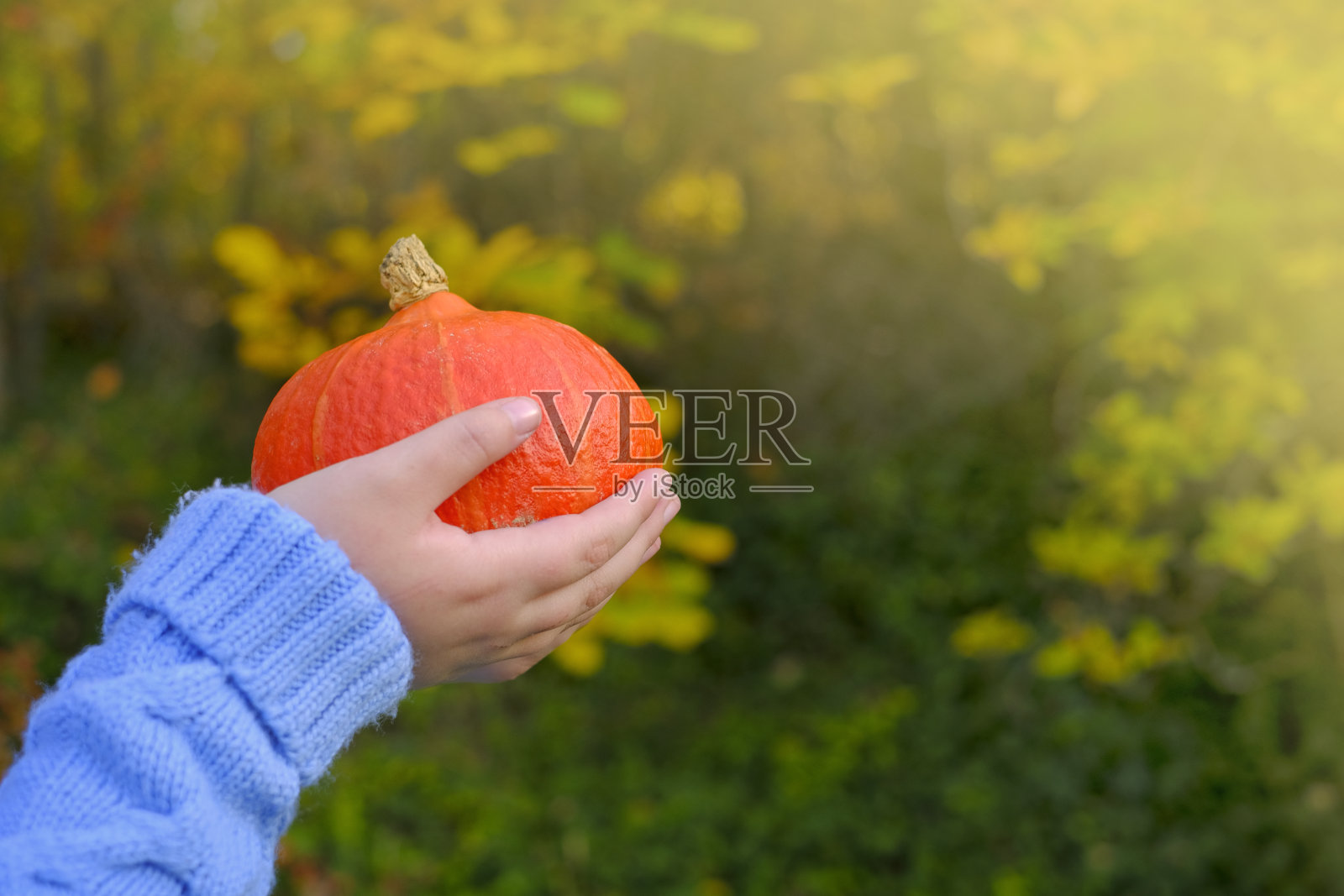 北海道南瓜，秋季南瓜丰收，农场有机蔬菜，感恩节和万圣节的象征，蓝色针织毛衣儿童手中的南瓜照片摄影图片