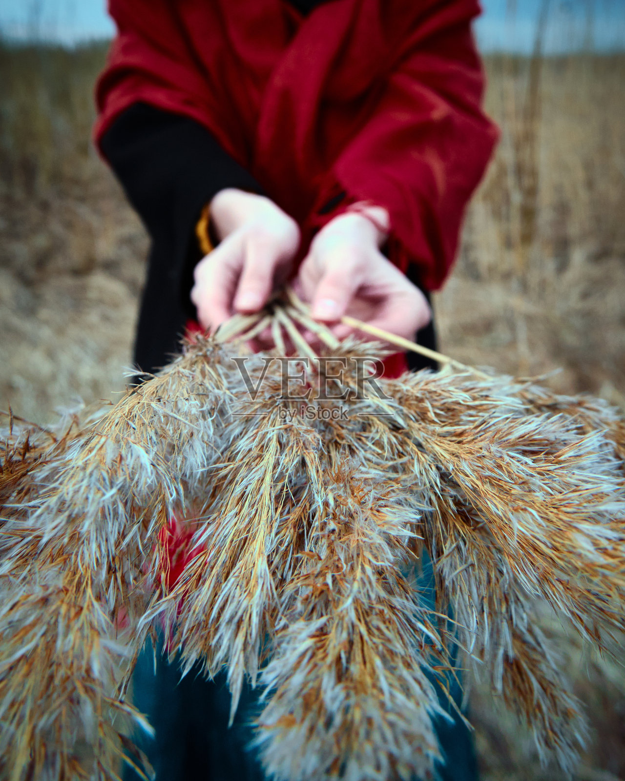 年轻女子的手握着一根干芦苇照片摄影图片