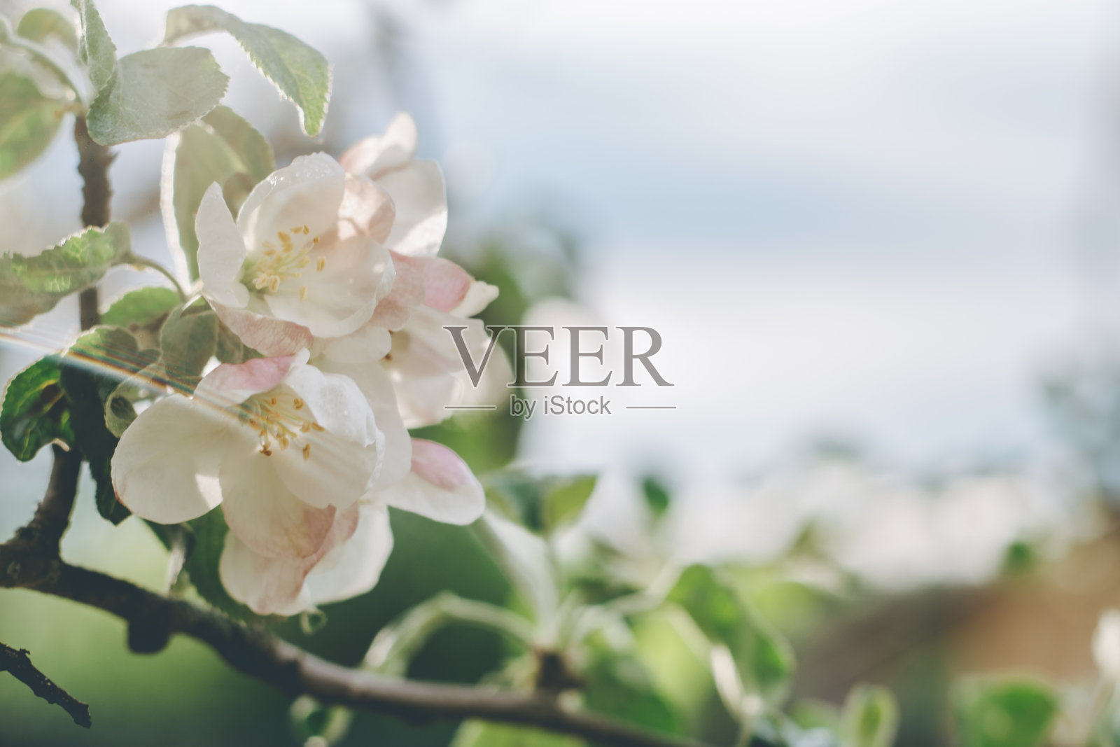 模糊创意背景的苹果树花盛开，与散景。春天果树上的白色散焦花照片摄影图片