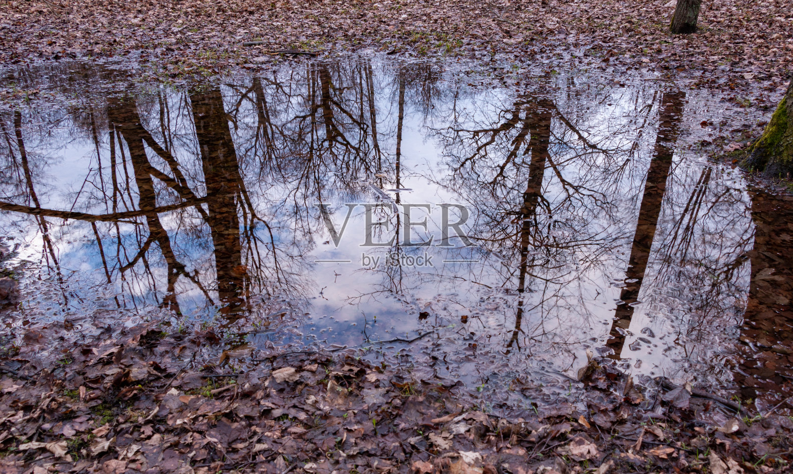 冬季公园水坑照片摄影图片