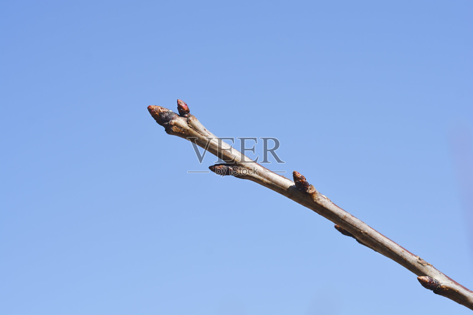 欧洲甜樱桃照片摄影图片