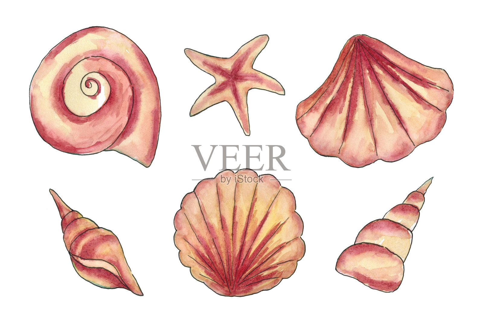 一组奇异的贝壳设计元素图片