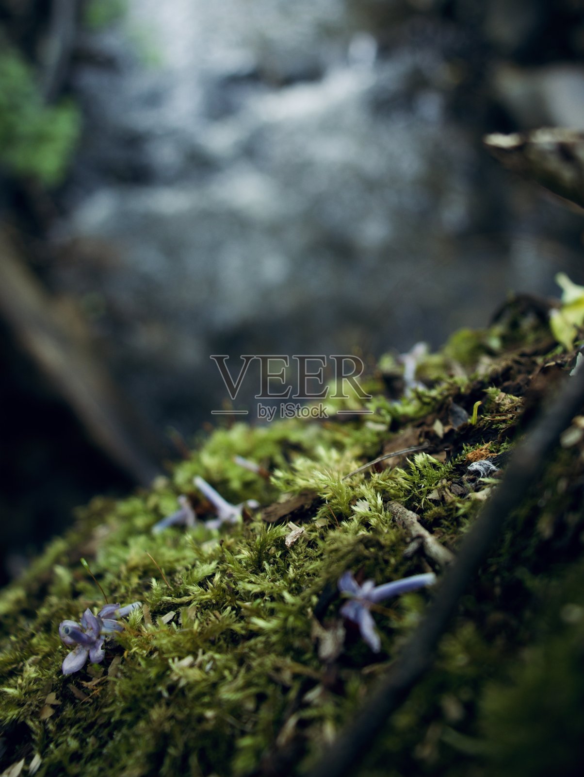 森林地面纹理照片摄影图片