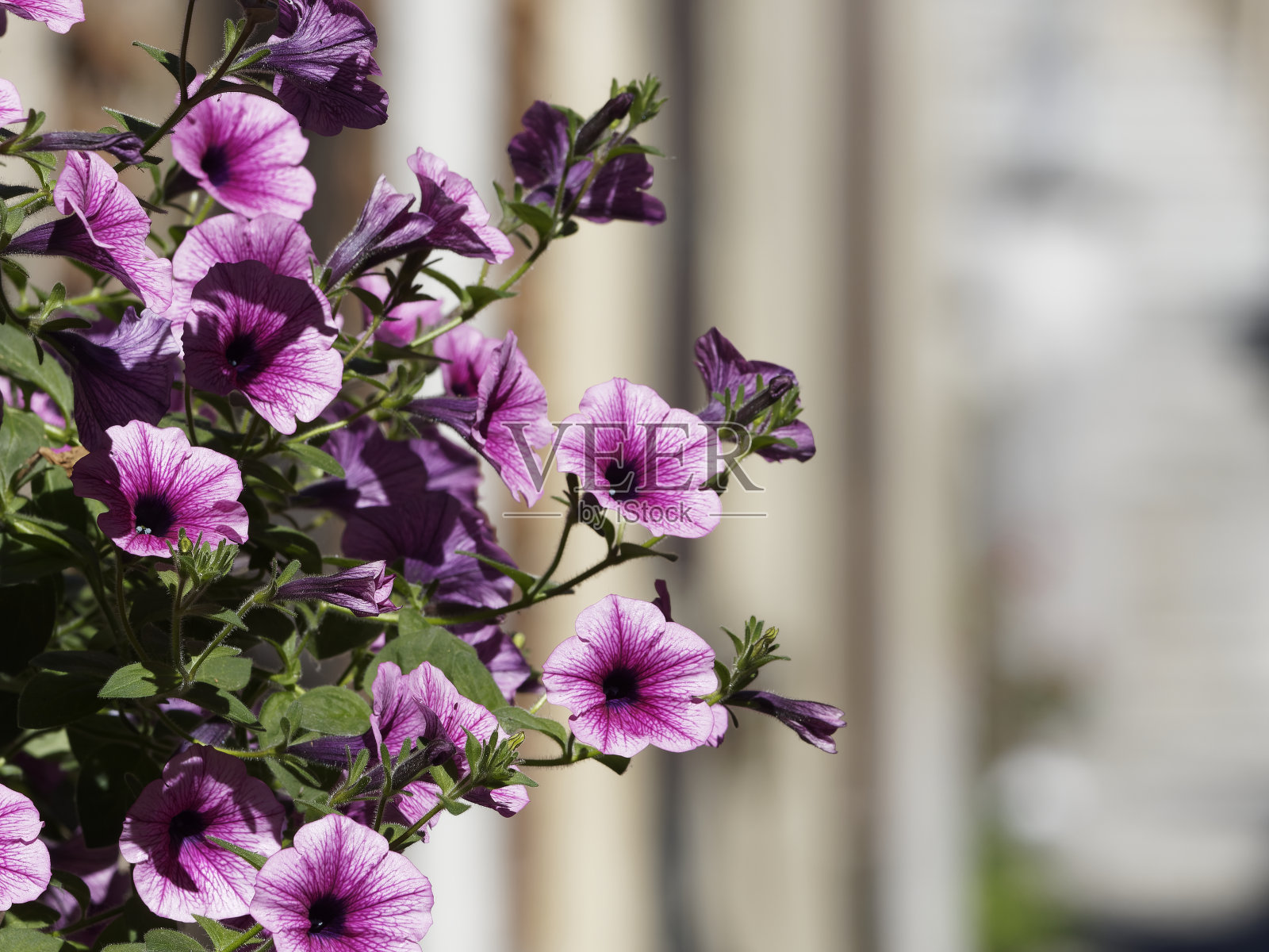 中世纪小村庄照片摄影图片