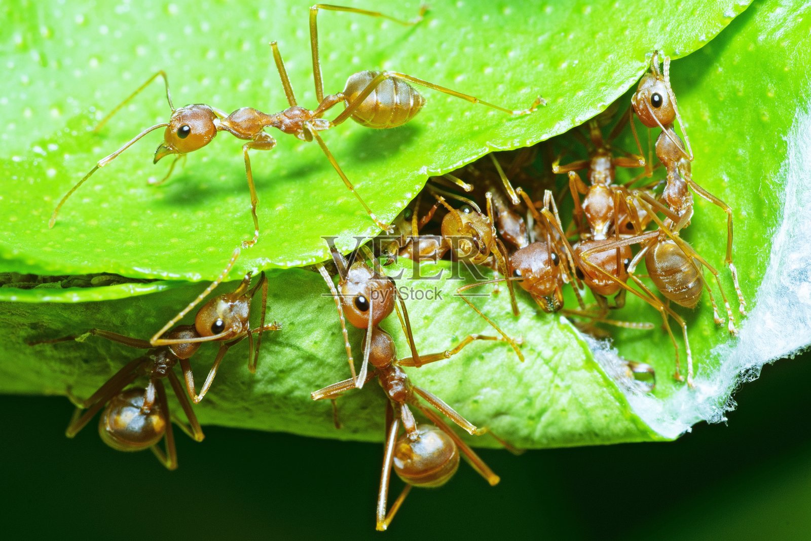 蚂蚁帮助咬绿叶筑巢。照片摄影图片