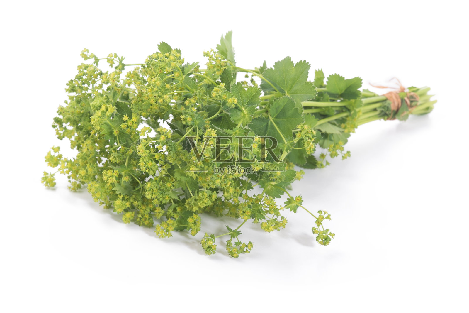 夫人的斗篷叶孤立在白色的背景。花草茶。(Alchemilla mollis)照片摄影图片