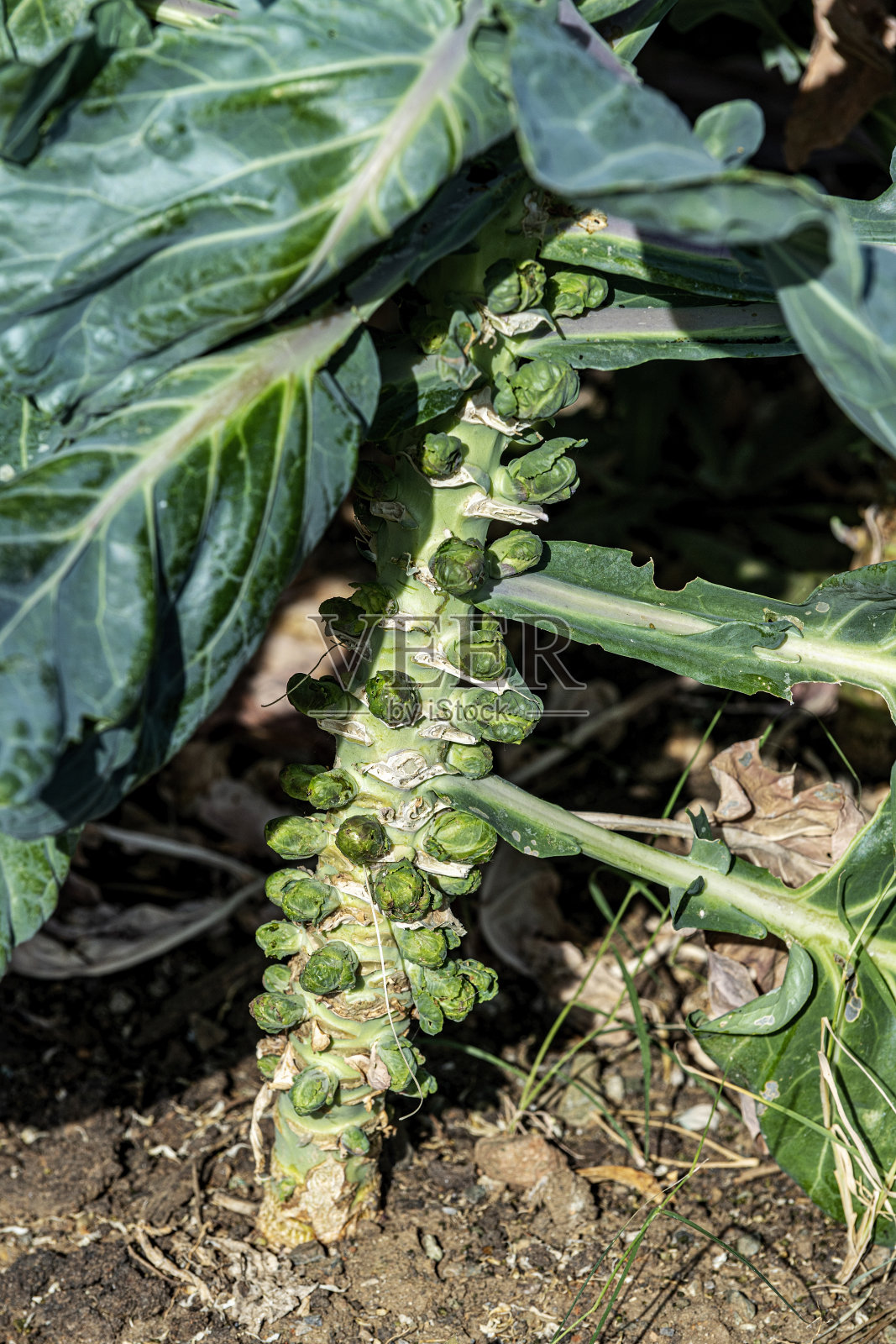 在花园中，长在茎上的球芽甘蓝照片摄影图片