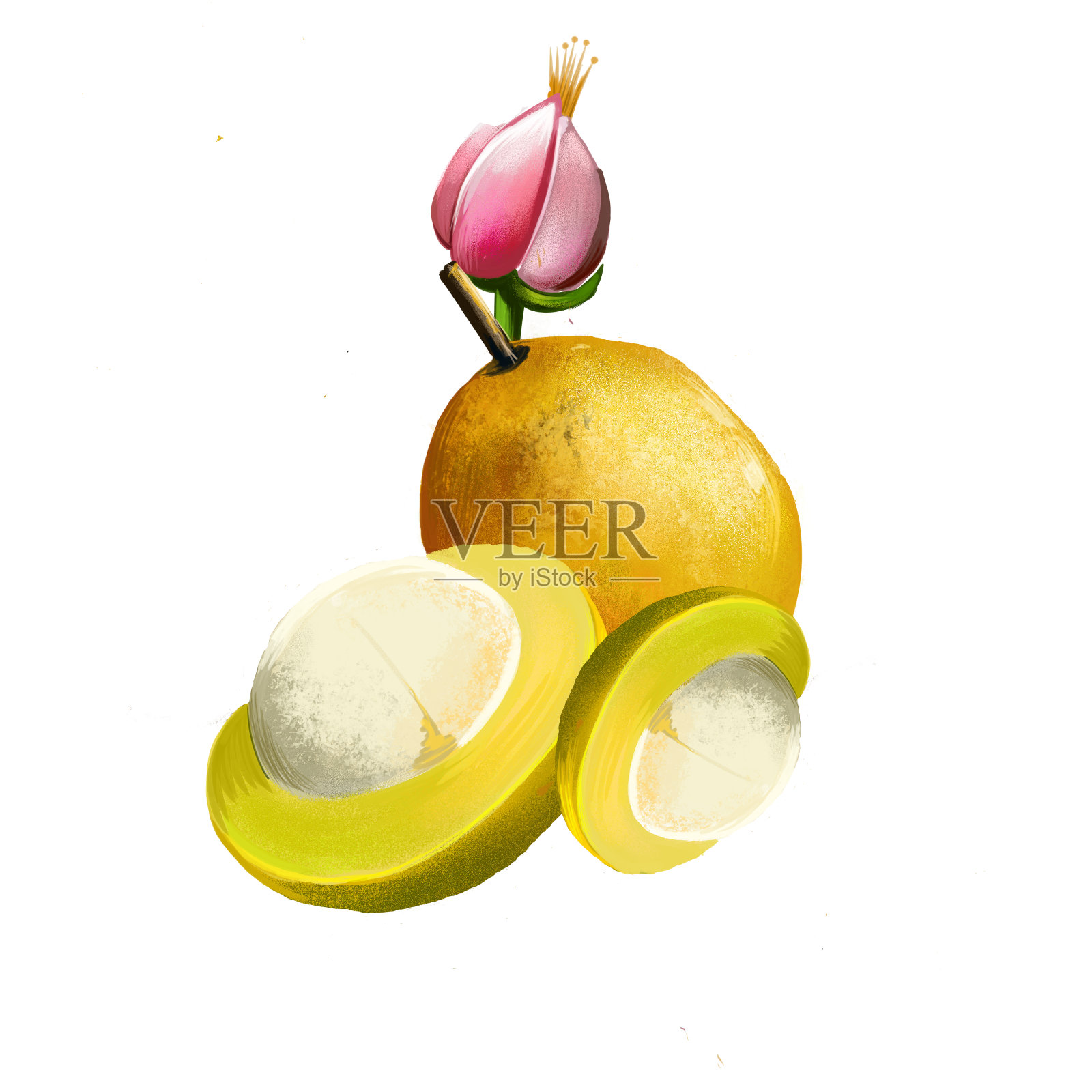 亚马逊传统水果bacuri。盾形雕，盾形雕属的唯一种。Bacuri, maniballi, naranjillo和bacurizeiro。世界水果收藏。数字艺术插图。插画图片素材