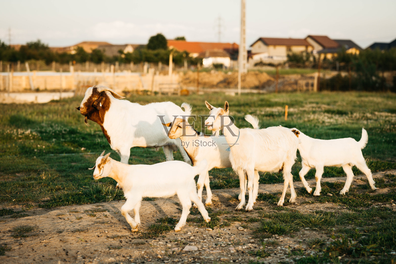 大群的山羊照片摄影图片