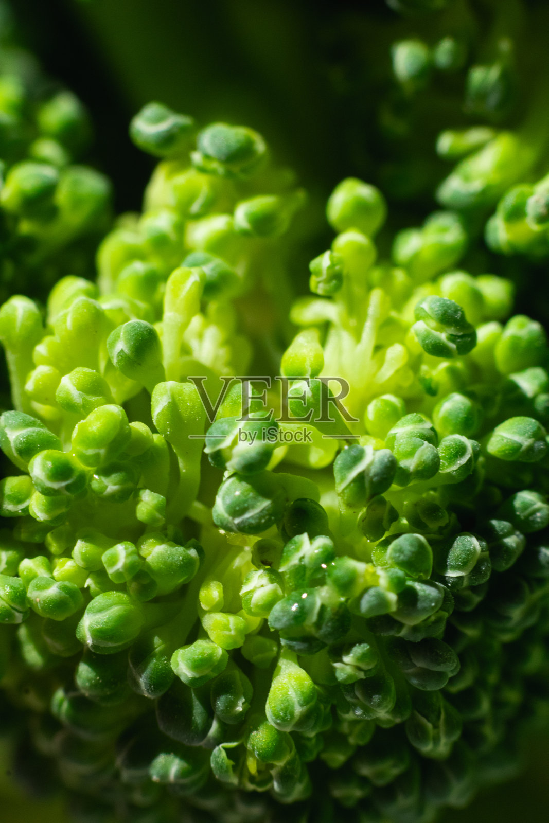 西兰花照片摄影图片