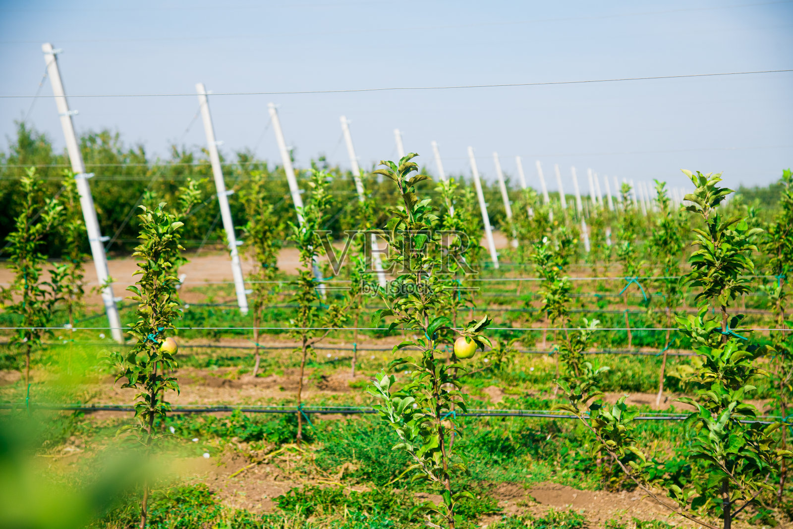花园里的小苹果树照片摄影图片