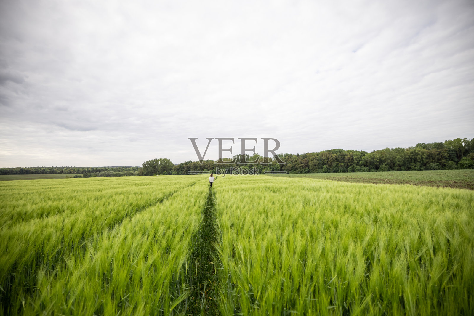 夏季新鲜的绿色麦田景观照片摄影图片