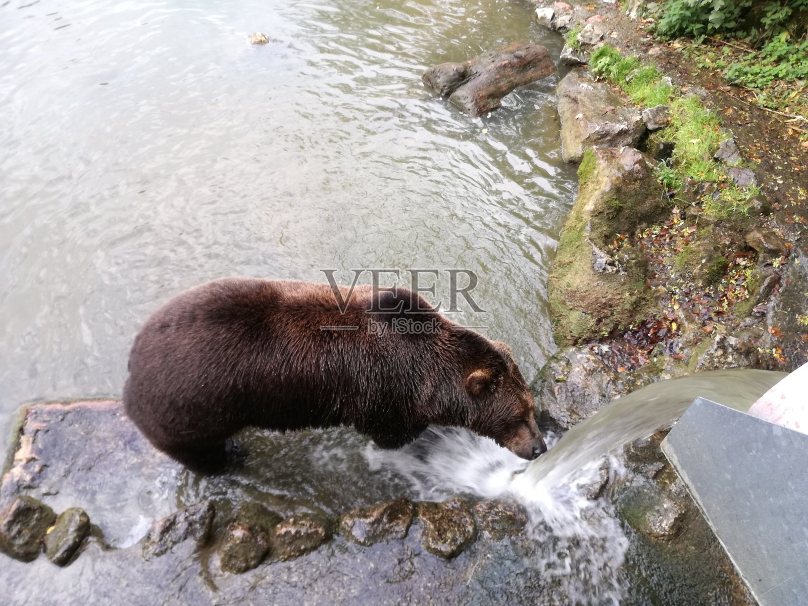 棕熊或灰熊照片摄影图片