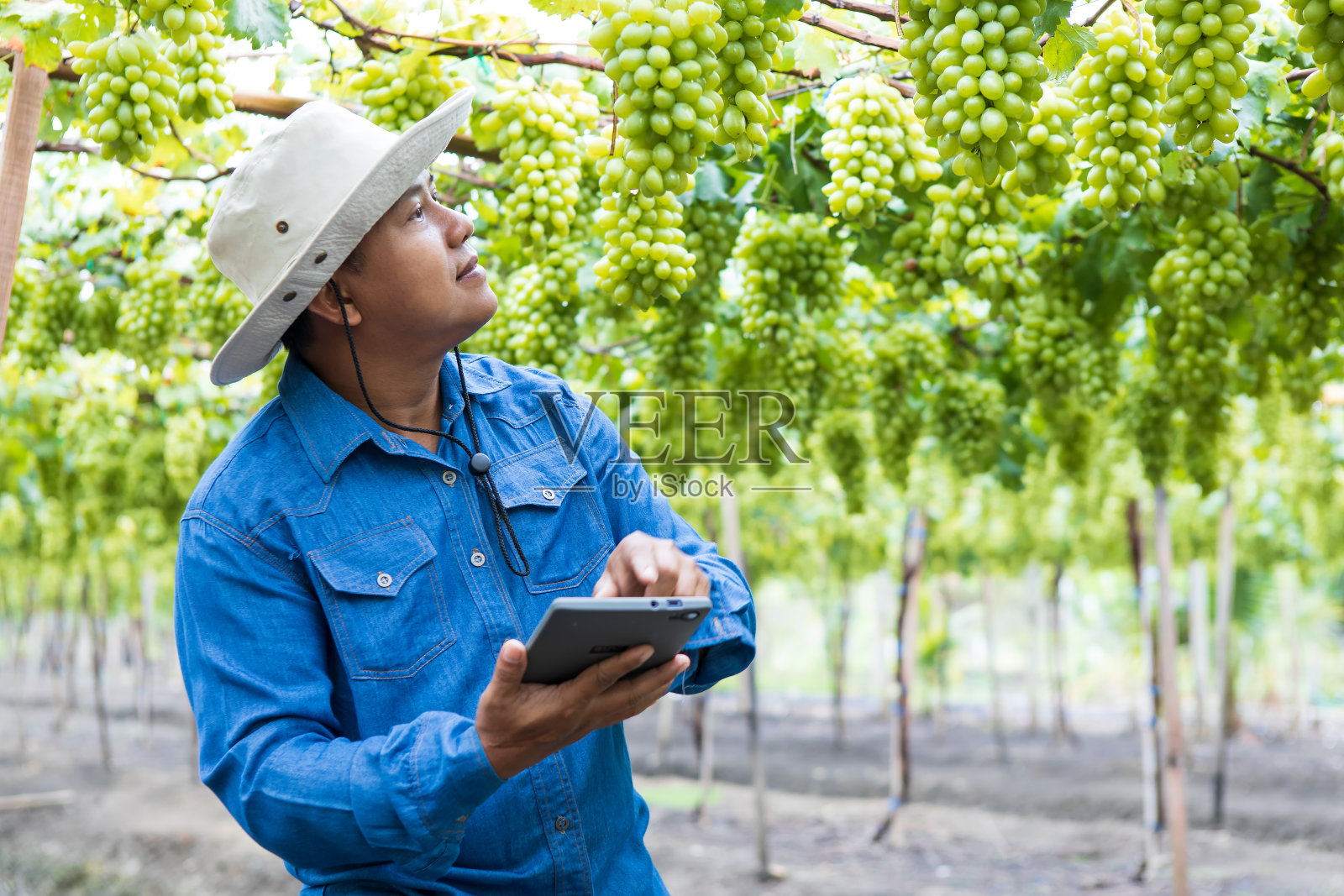 亚洲农民用药片检查绿色葡萄收割前，在葡萄园地出售，智能农业和数字农业。照片摄影图片
