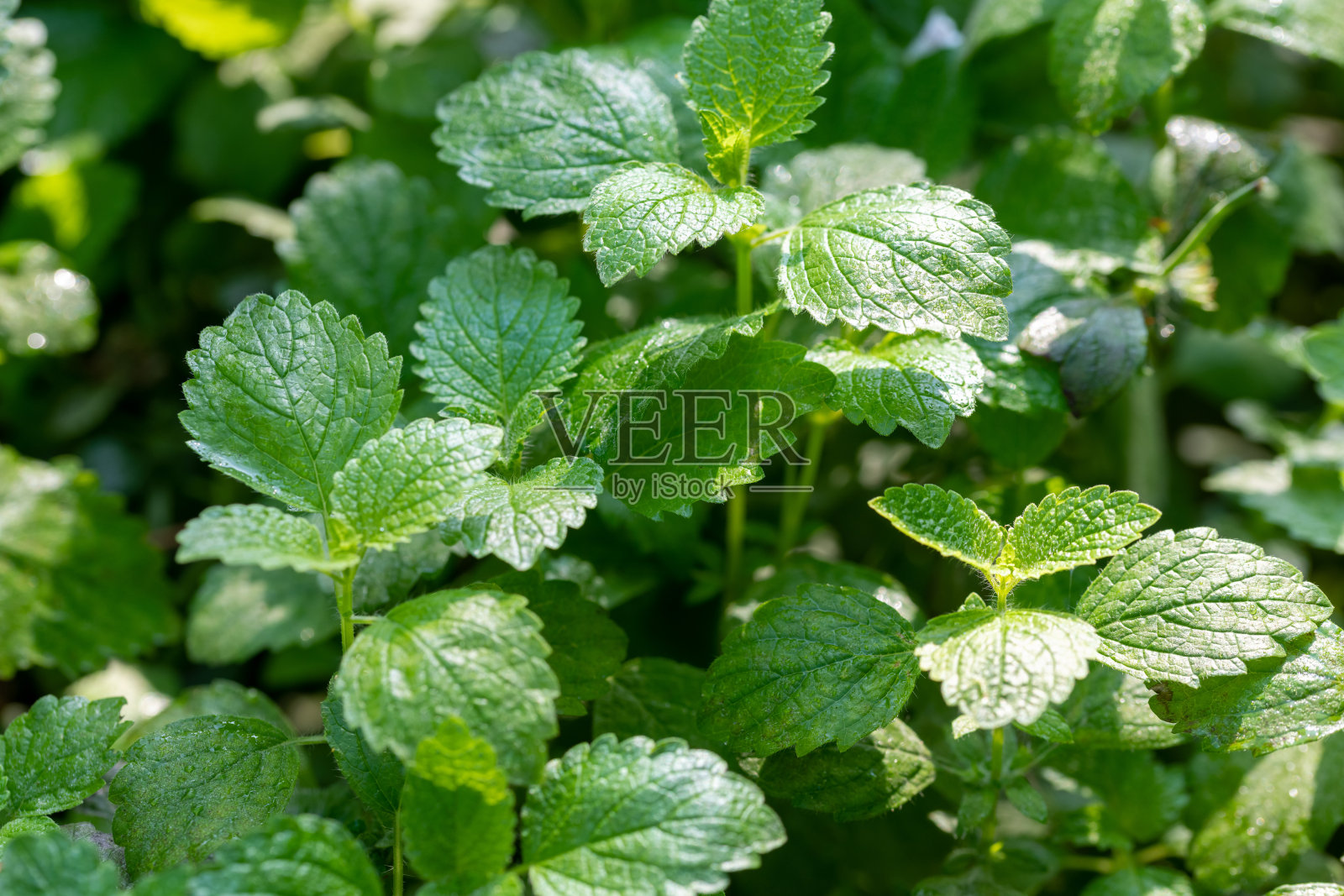 绿色植物的叶子照片摄影图片