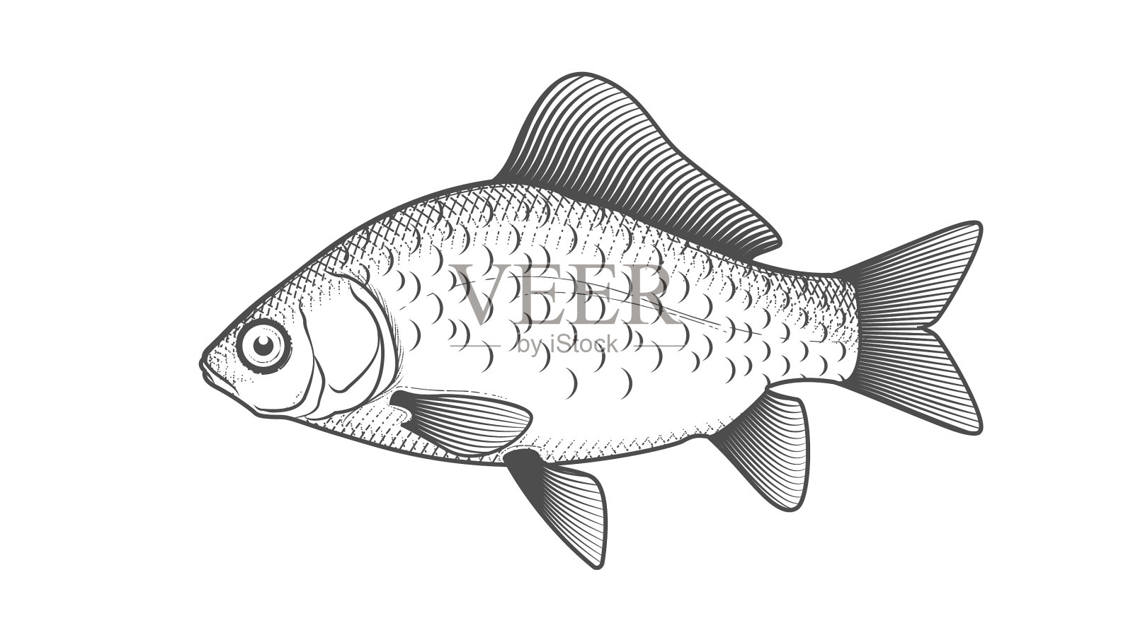 鲫鱼素描手绘鲫鱼插画图片素材