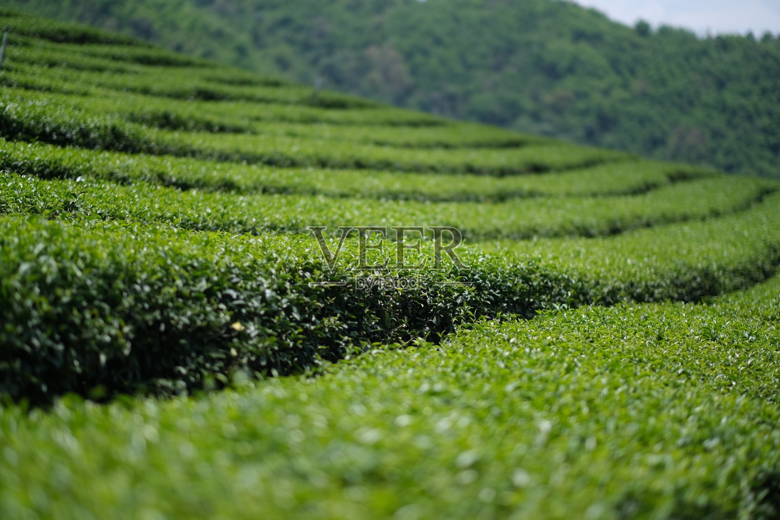 茶的农场照片摄影图片