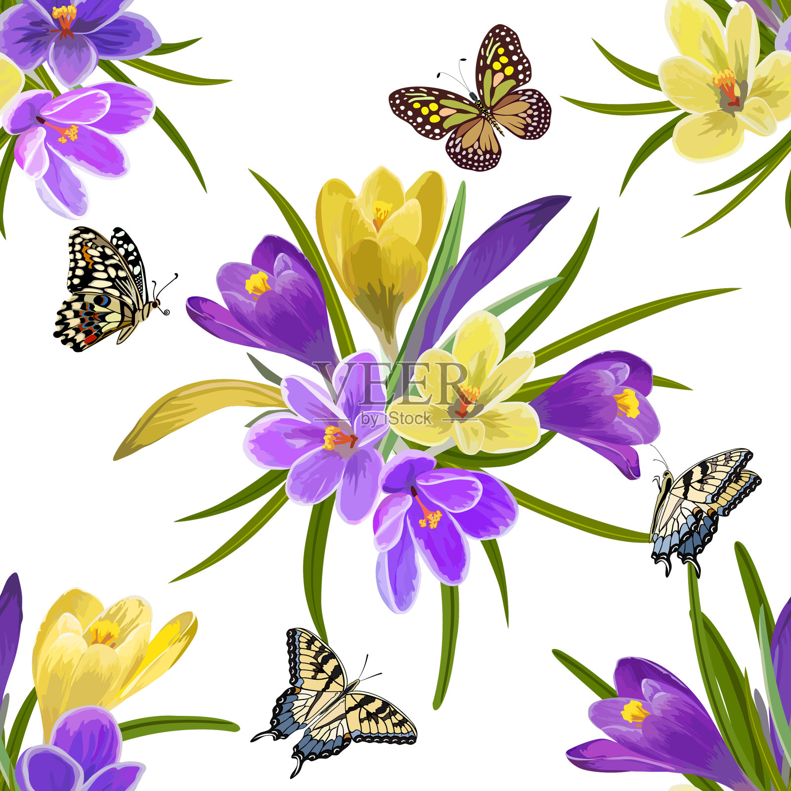 多色番红花的图案插画图片素材