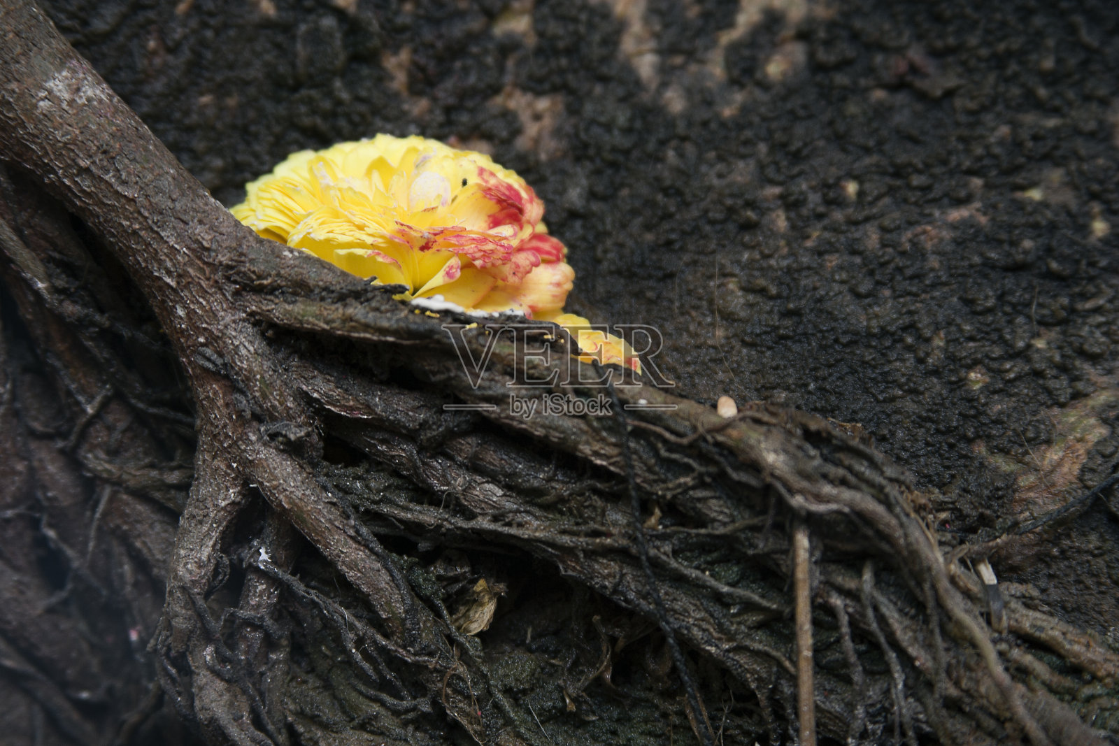 一朵梅丽金花献给了街上的那棵树。照片摄影图片