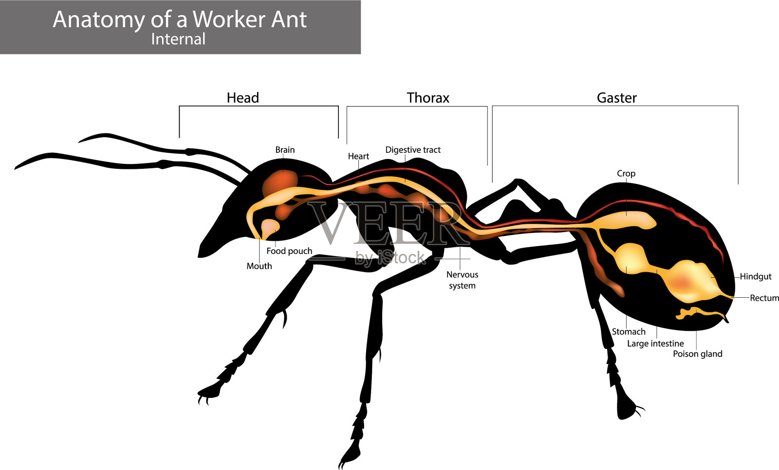内部蚂蚁的解剖学特征共同插画图片素材