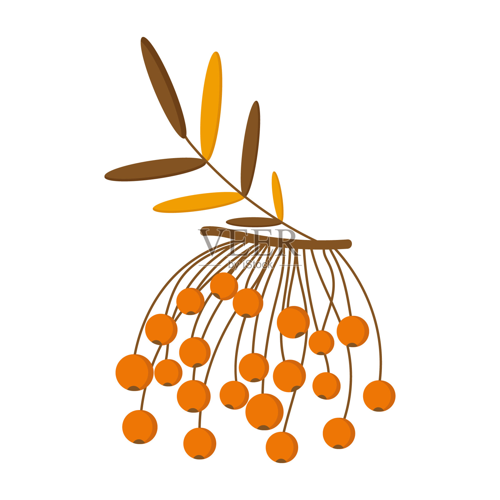 桔黄色荚果，白色背景，用于网页设计插画图片素材