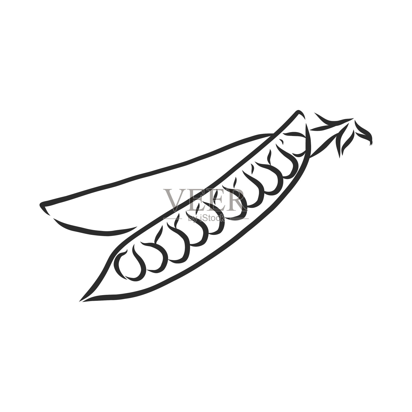 手绘豌豆素描集有机食品插画图片素材