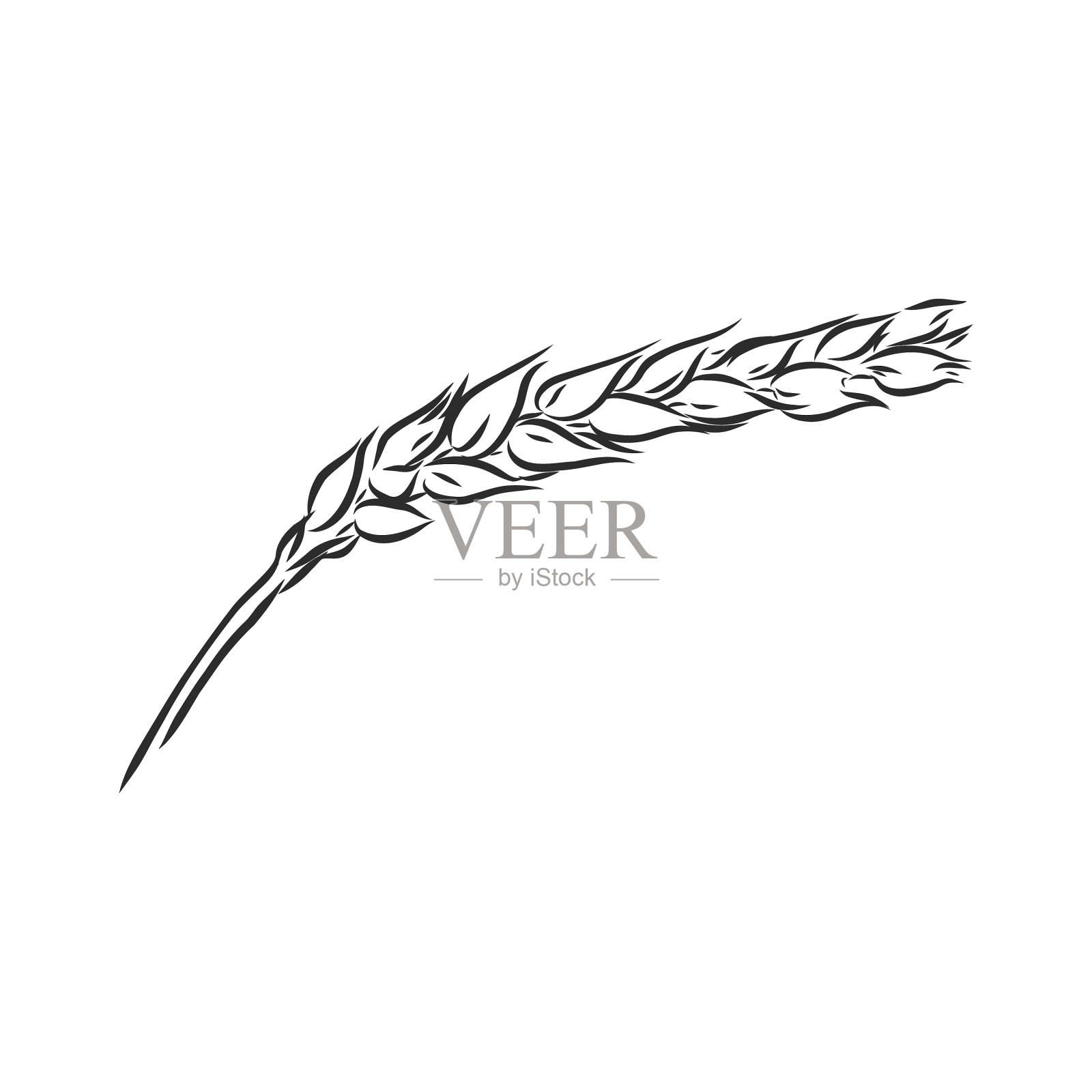 麦穗手工素描小麦素描插画图片素材