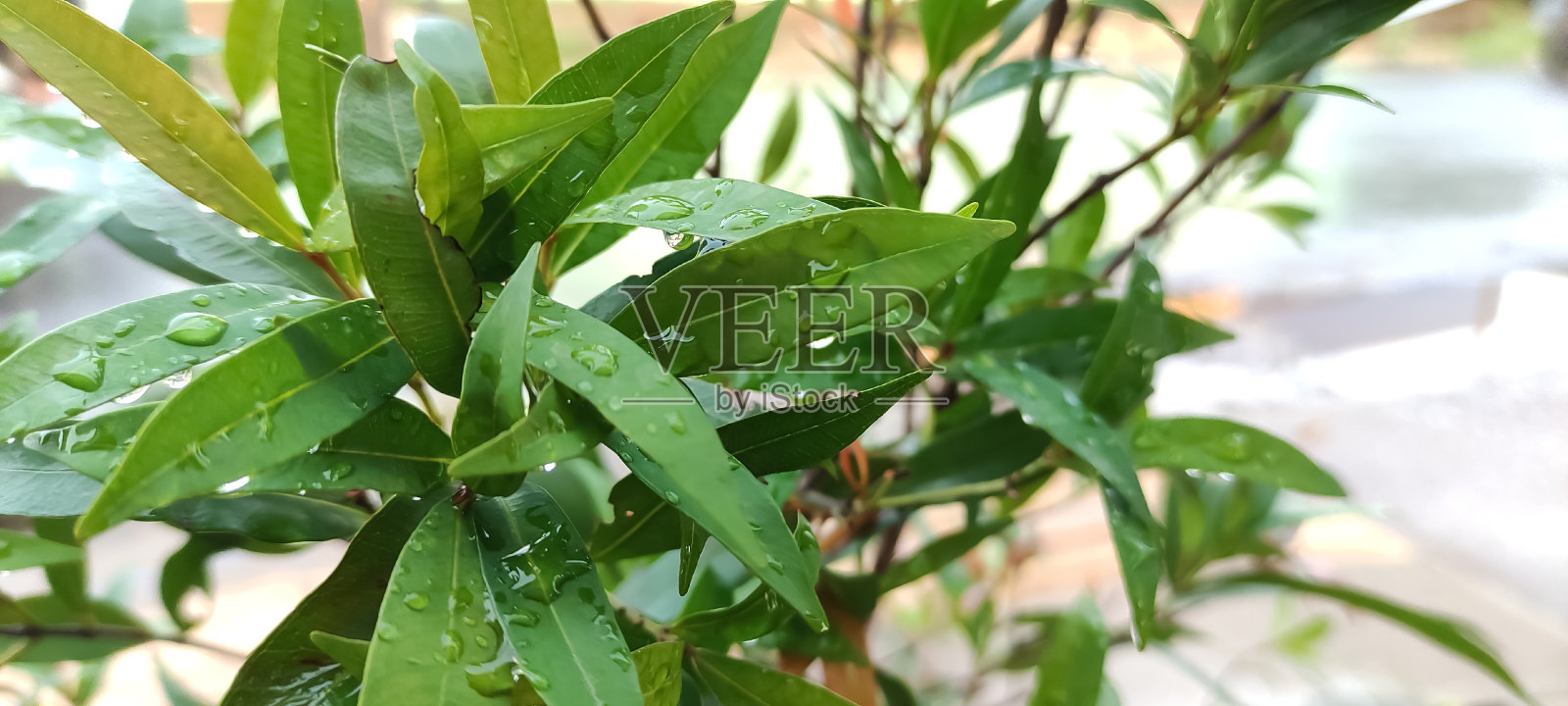 绿色的叶子照片摄影图片