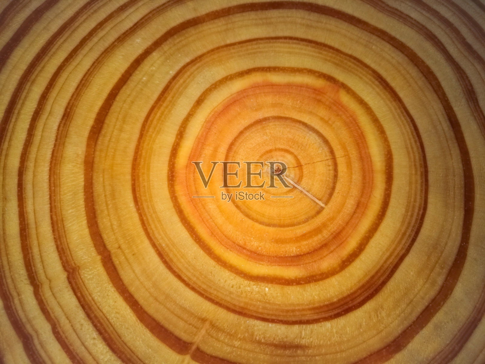 树的年轮照片摄影图片