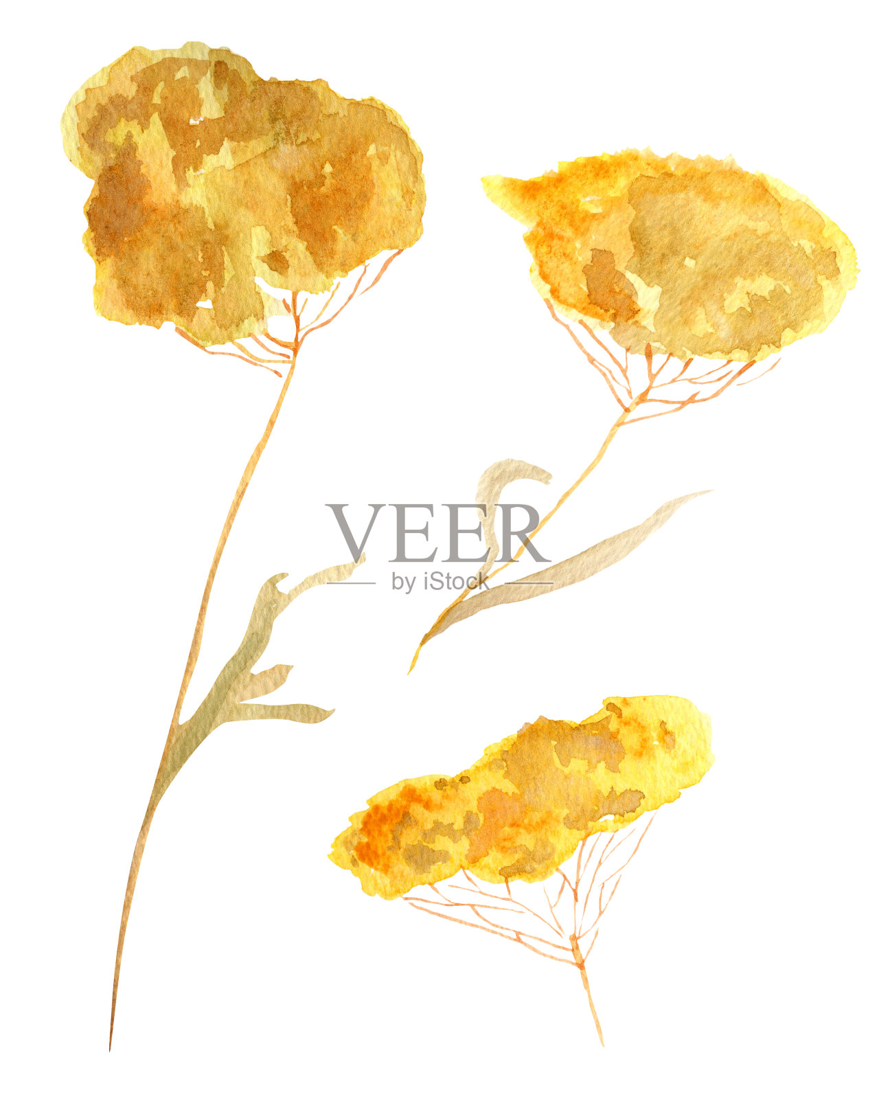 水彩秋花集。插画图片素材