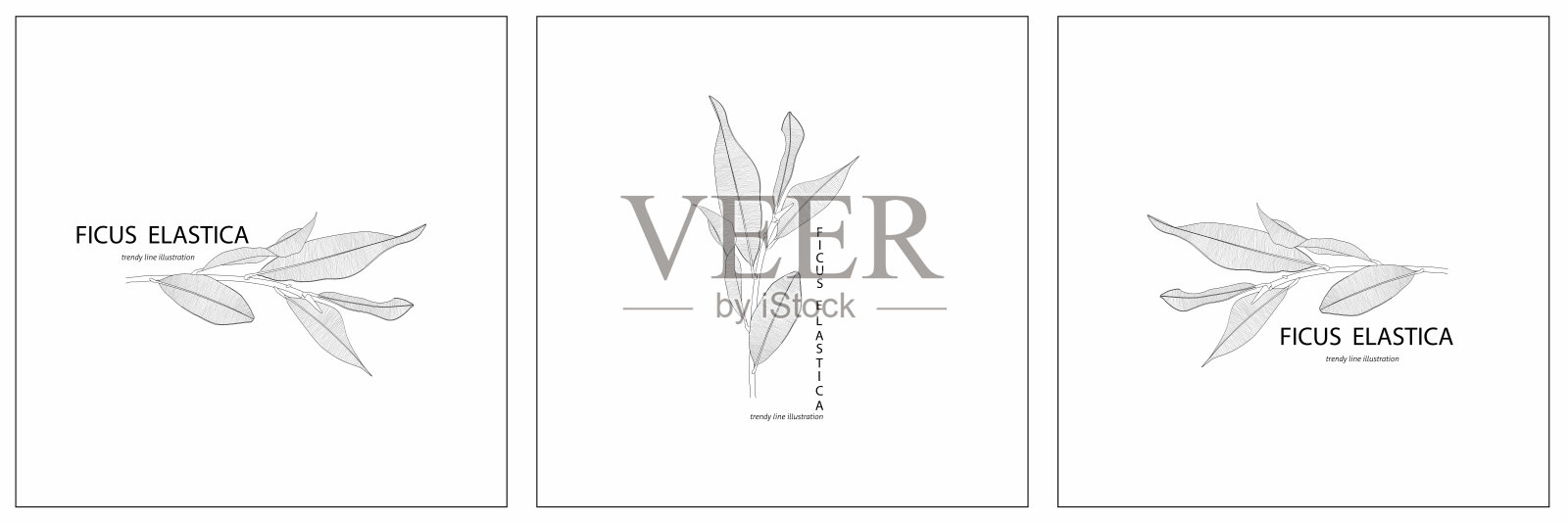 婚礼标志，植物的乡村时尚绿色植物榕枝与树叶插图。花的标志设计。徽章，标志，有机化妆品，花店，摄影，婚礼标志。插画图片素材